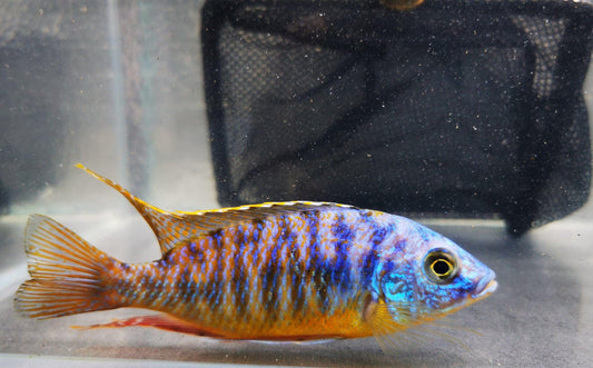 Paradise Tropicals LLC Blue Gold Hap #2 WYSIWYG Rare!