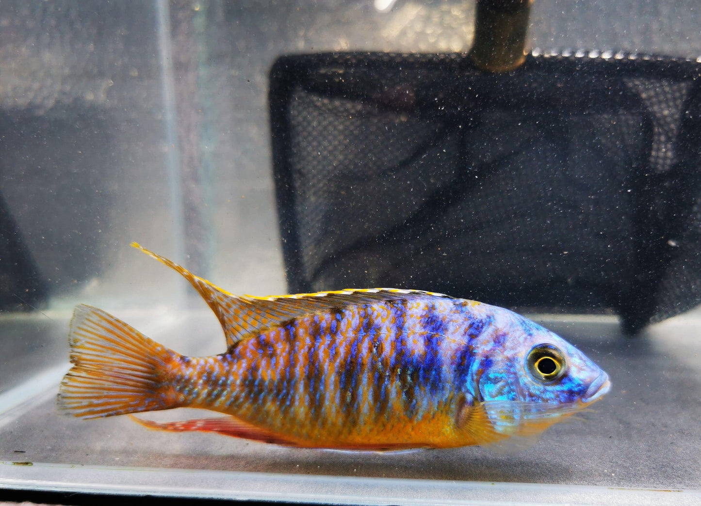 Paradise Tropicals LLC Blue Gold Hap #2 WYSIWYG Rare!