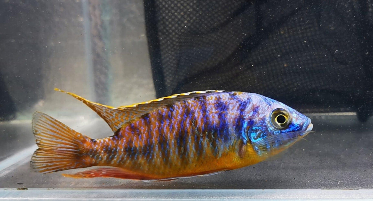 Paradise Tropicals LLC Blue Gold Hap #2 WYSIWYG Rare!