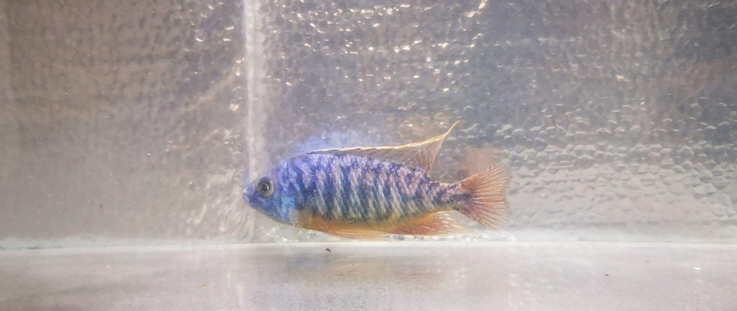 Paradise Tropicals LLC Blue Gold Hap #3 WYSIWYG Rare!