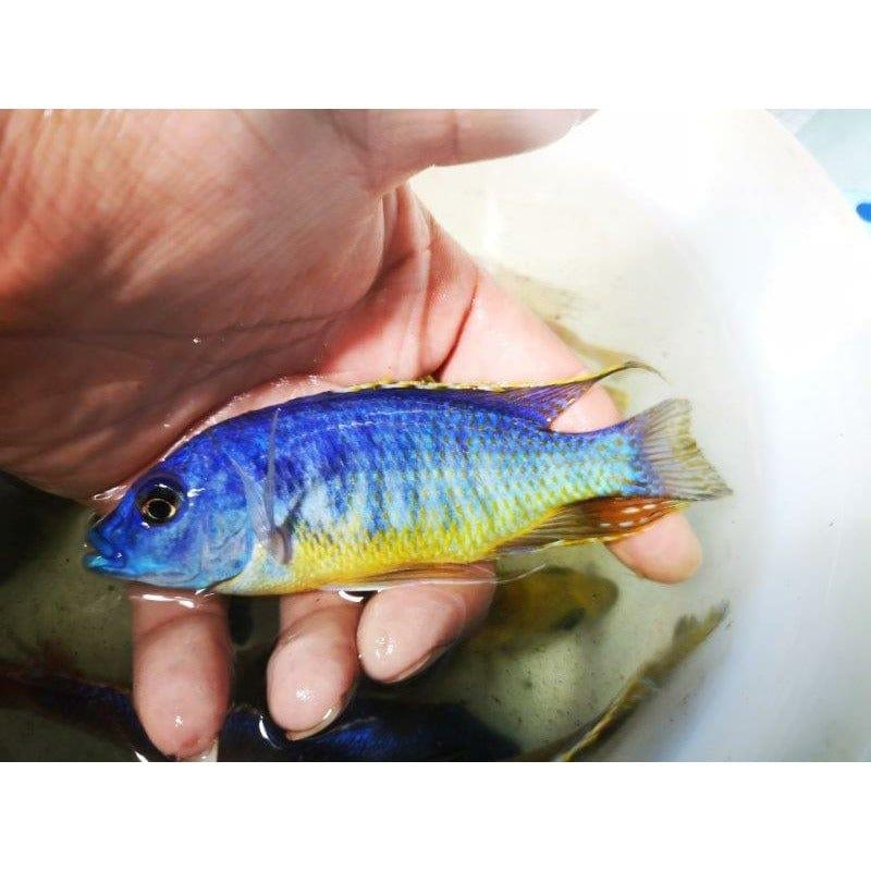 Paradise Tropicals LLC Haplochromis Blue Gold Hap "Mkali"