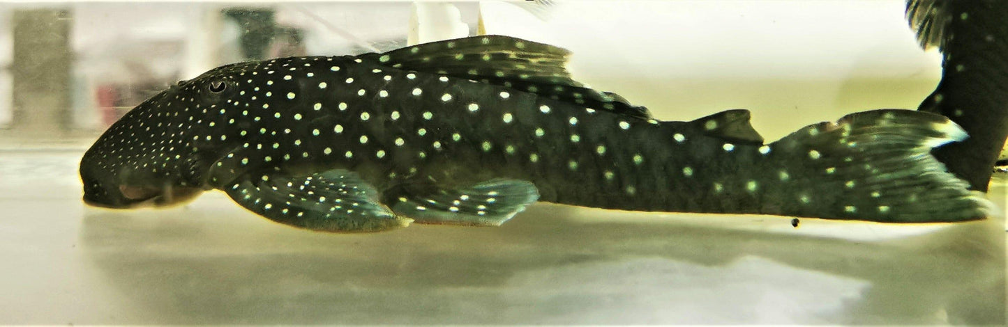 Paradise Tropicals LLC Plecostomus Blue Phantom Pleco L128