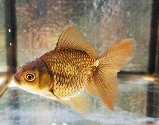 Paradise Tropicals LLC Bronze Orchidtail Oranda Goldfish WYSIWYG #1