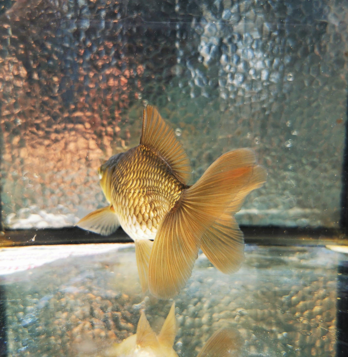 Paradise Tropicals LLC Bronze Orchidtail Oranda Goldfish WYSIWYG #1