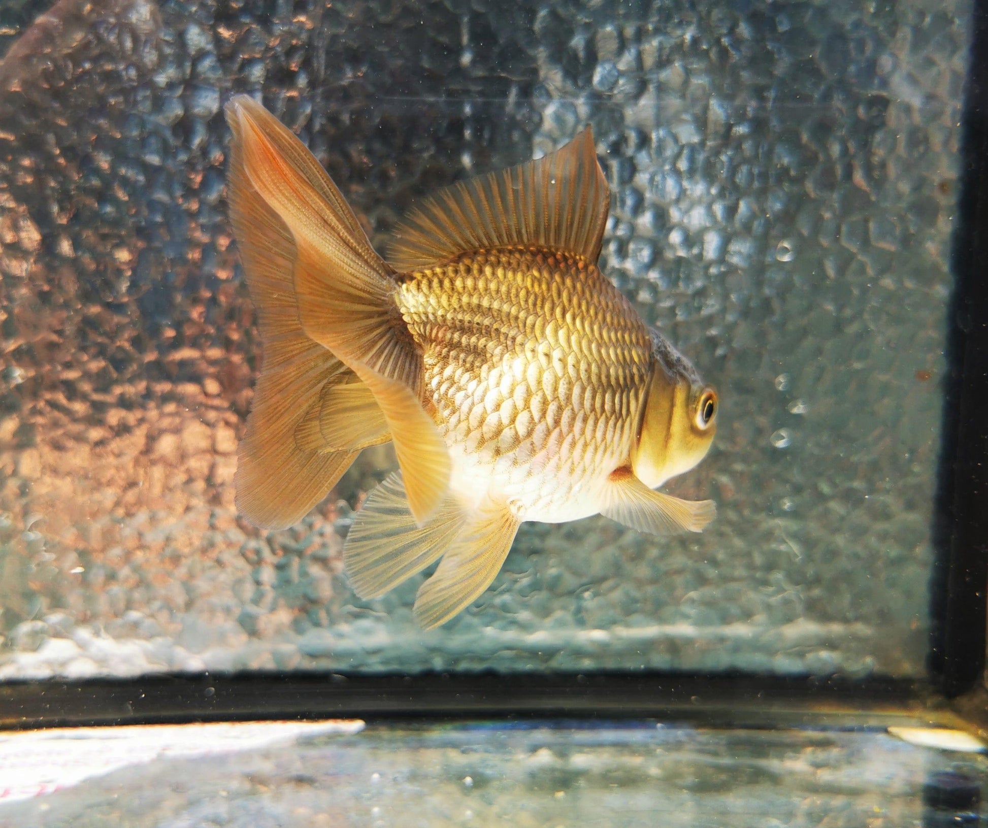 Paradise Tropicals LLC Bronze Orchidtail Oranda Goldfish WYSIWYG #1