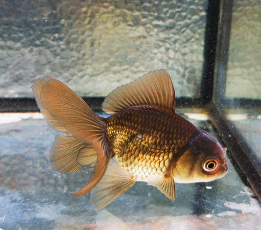 Paradise Tropicals LLC Bronze Orchidtail Oranda Goldfish WYSIWYG #2