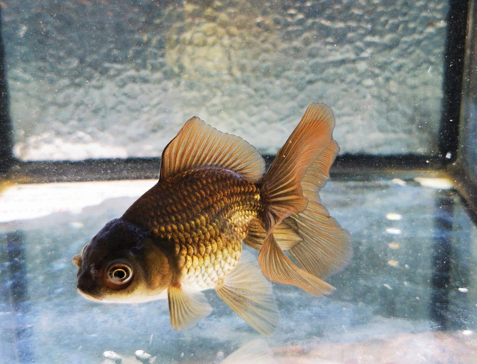 Paradise Tropicals LLC Bronze Orchidtail Oranda Goldfish WYSIWYG #2