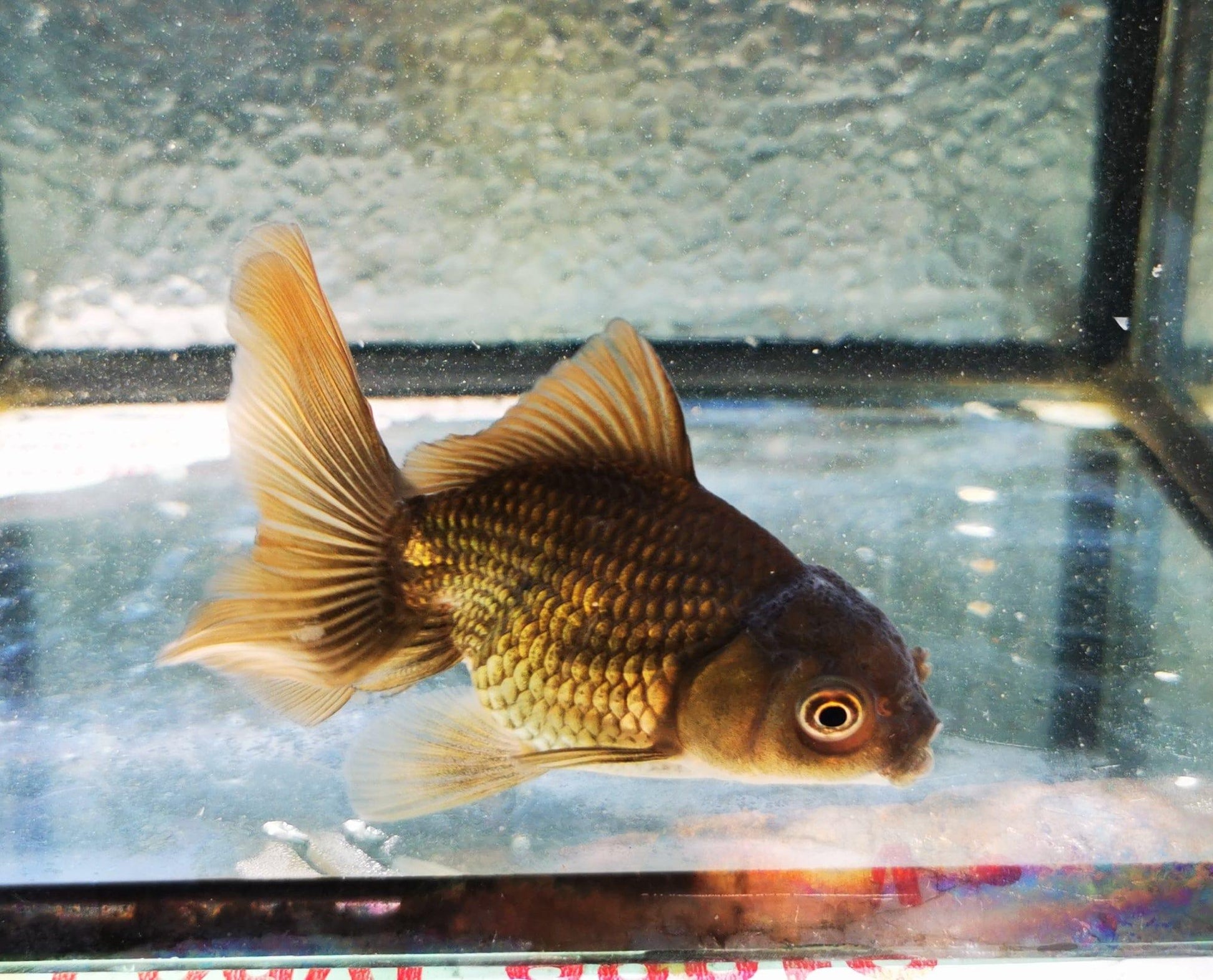 Paradise Tropicals LLC Bronze Orchidtail Oranda Goldfish WYSIWYG #2