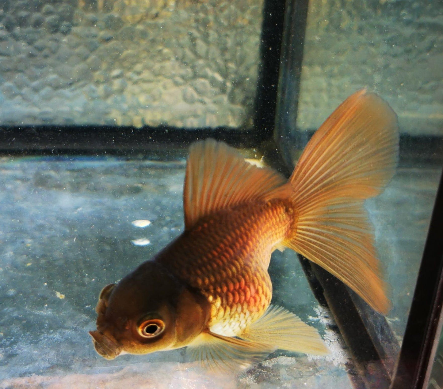 Paradise Tropicals LLC Bronze Orchidtail Oranda Goldfish WYSIWYG #2