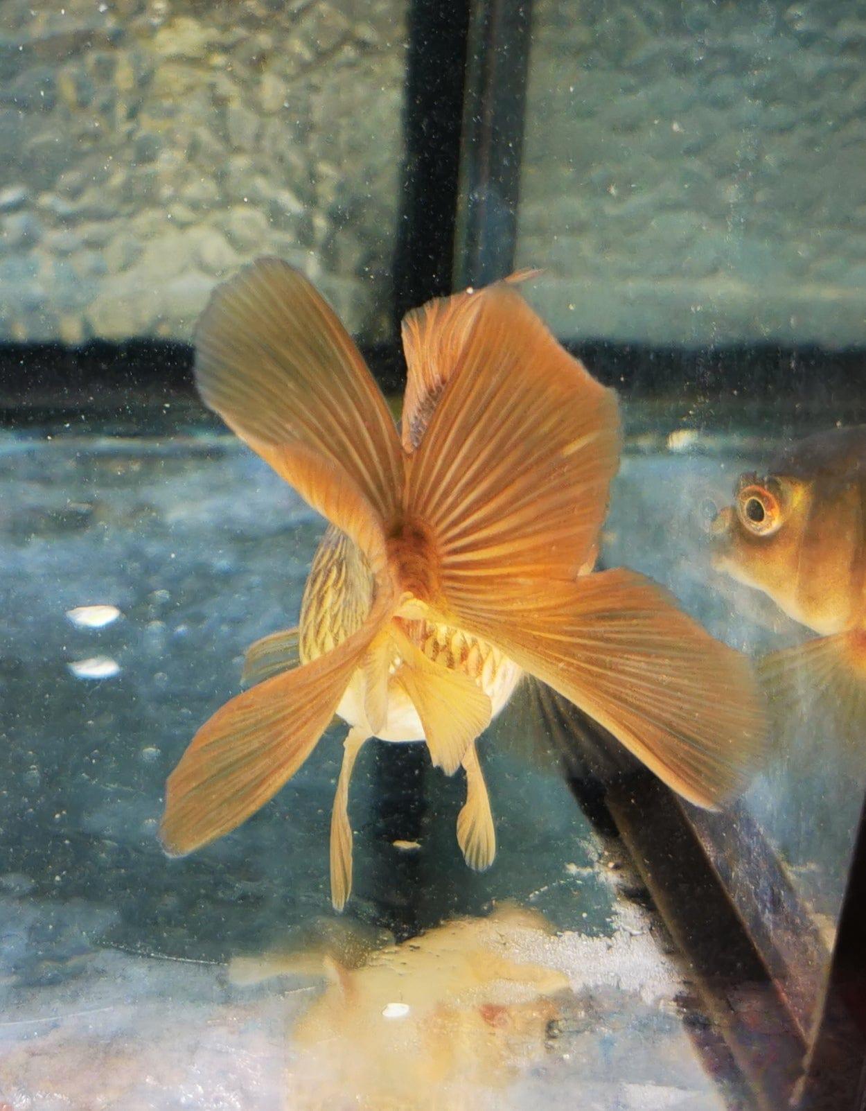 Paradise Tropicals LLC Bronze Orchidtail Oranda Goldfish WYSIWYG #2