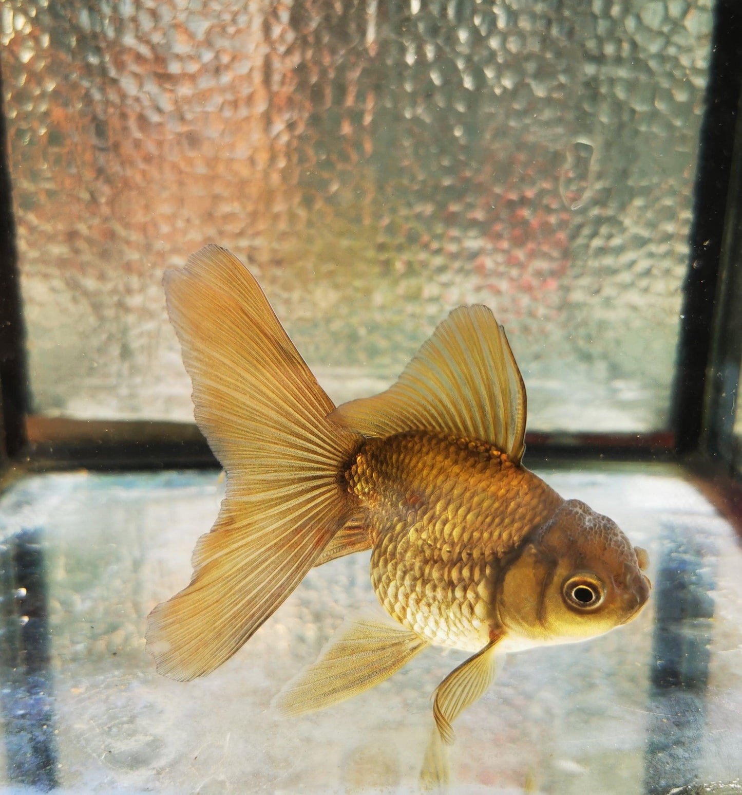 Paradise Tropicals LLC Bronze Orchidtail Oranda Goldfish WYSIWYG #3