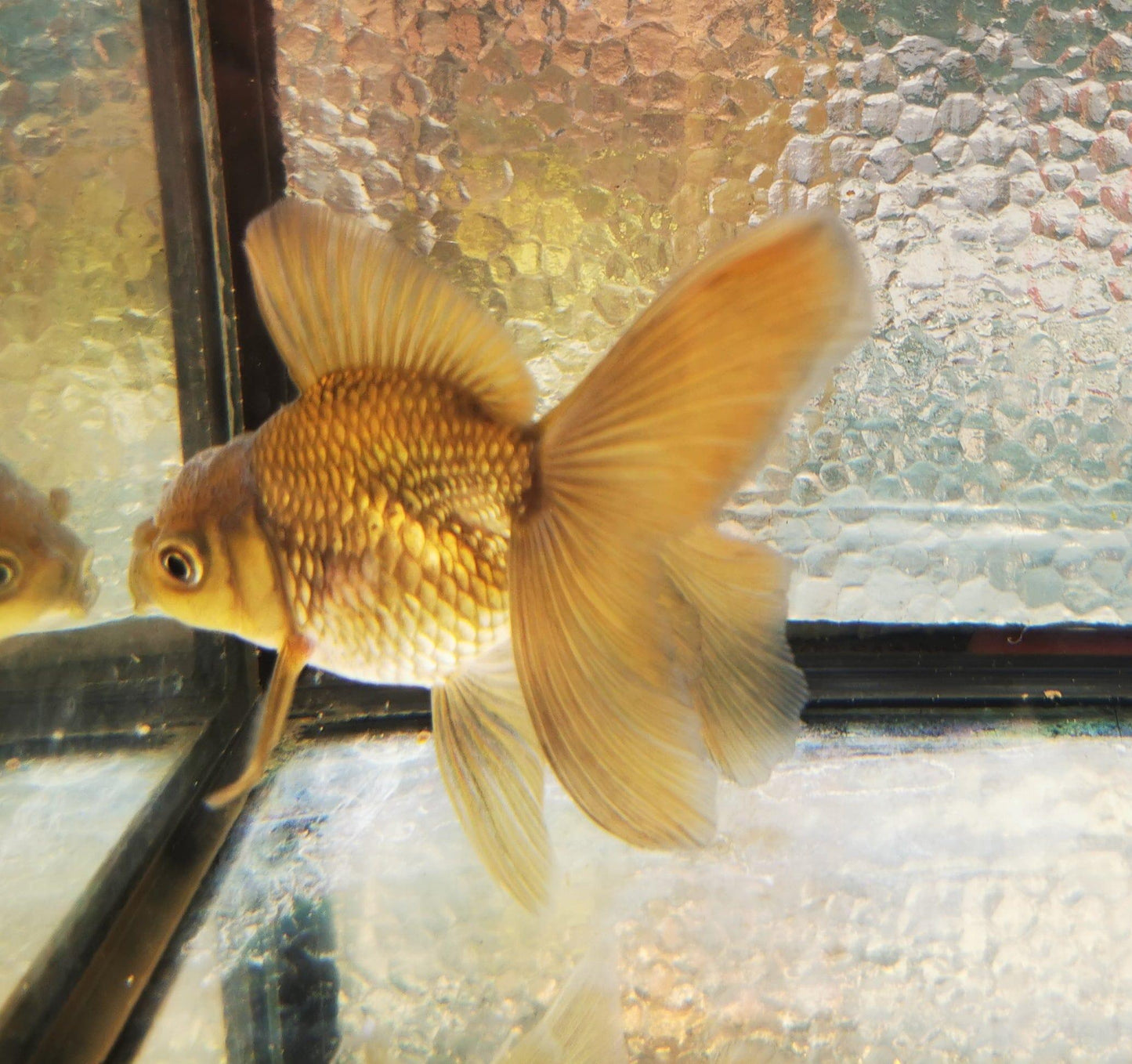 Paradise Tropicals LLC Bronze Orchidtail Oranda Goldfish WYSIWYG #3