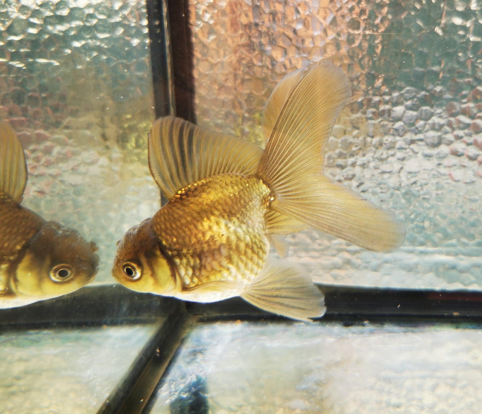 Paradise Tropicals LLC Bronze Orchidtail Oranda Goldfish WYSIWYG #3