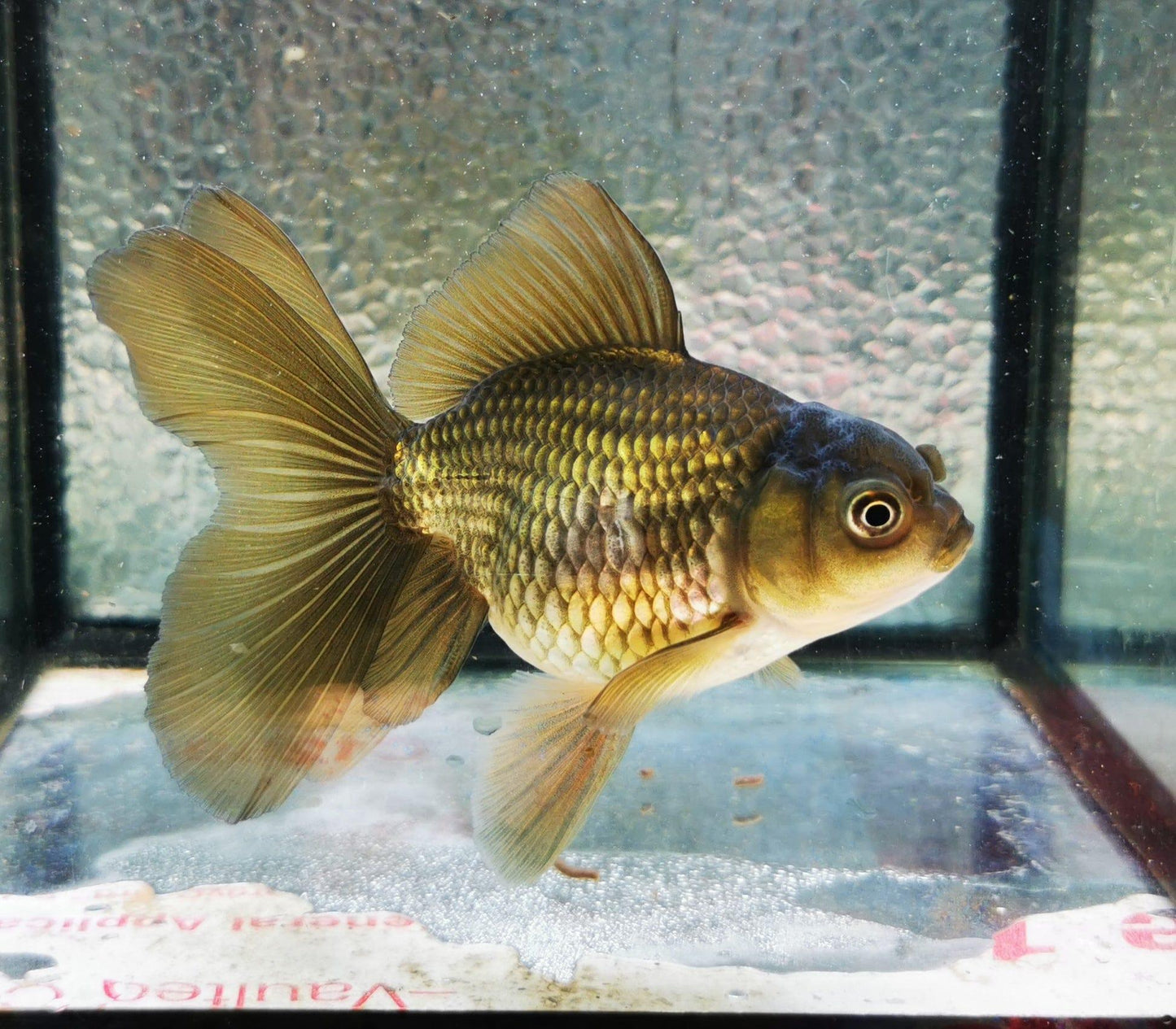 Paradise Tropicals LLC Bronze Orchidtail Oranda Goldfish WYSIWYG #4