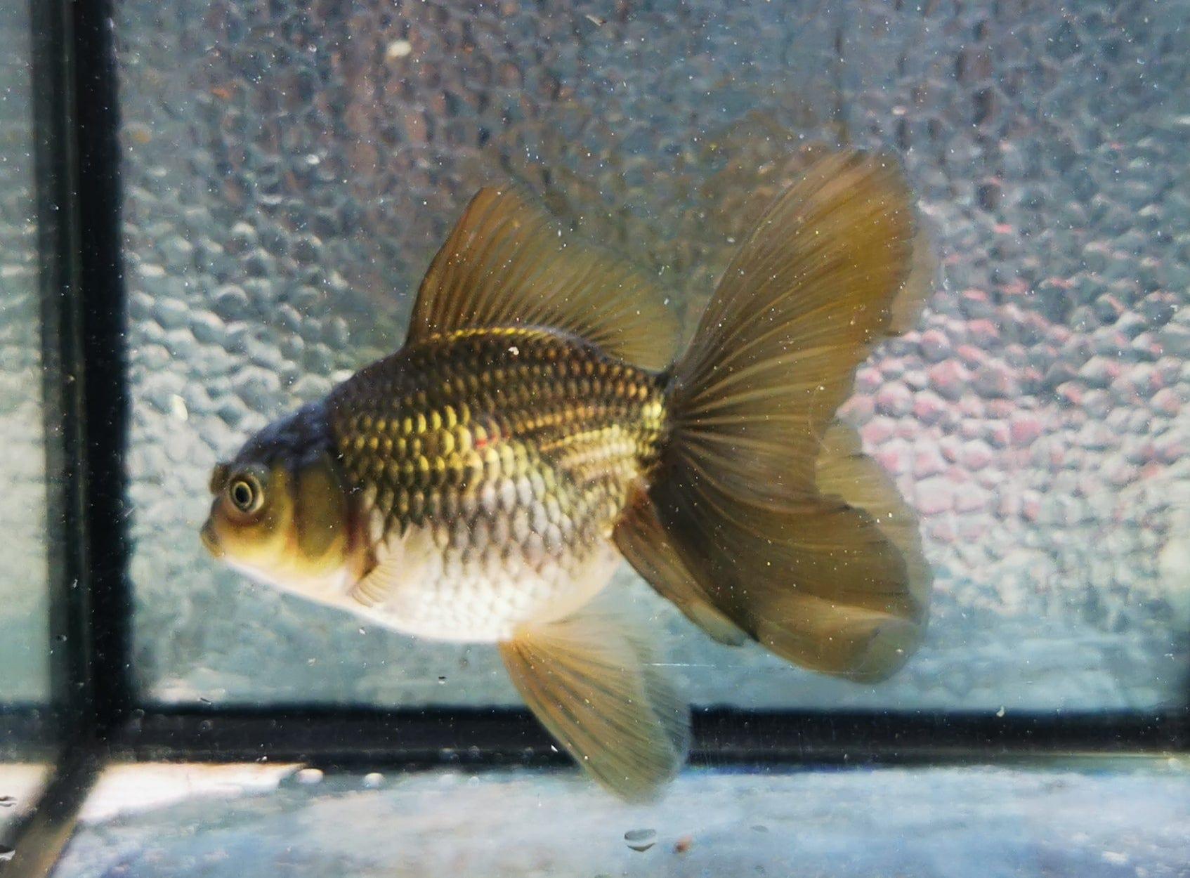 Paradise Tropicals LLC Bronze Orchidtail Oranda Goldfish WYSIWYG #4