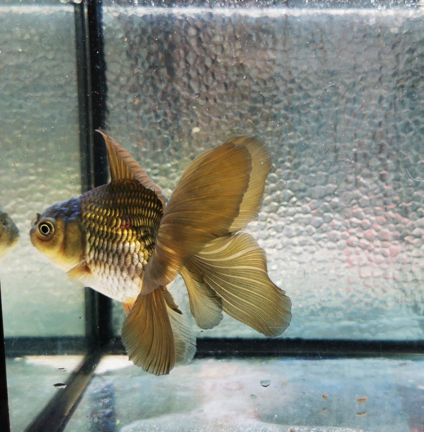 Paradise Tropicals LLC Bronze Orchidtail Oranda Goldfish WYSIWYG #4