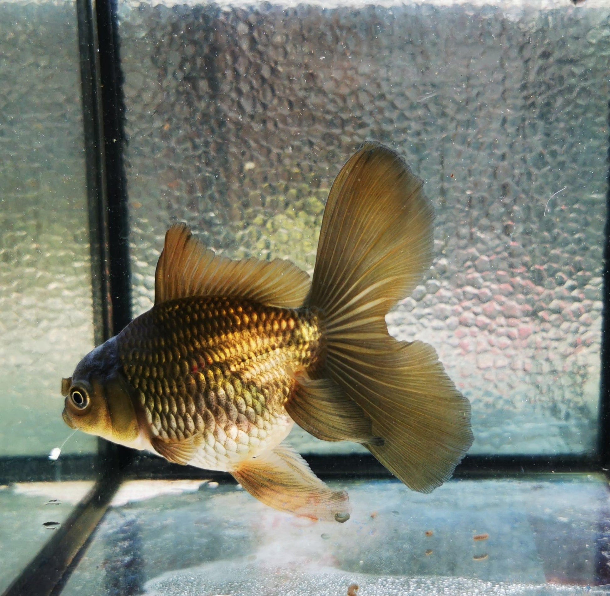 Paradise Tropicals LLC Bronze Orchidtail Oranda Goldfish WYSIWYG #4