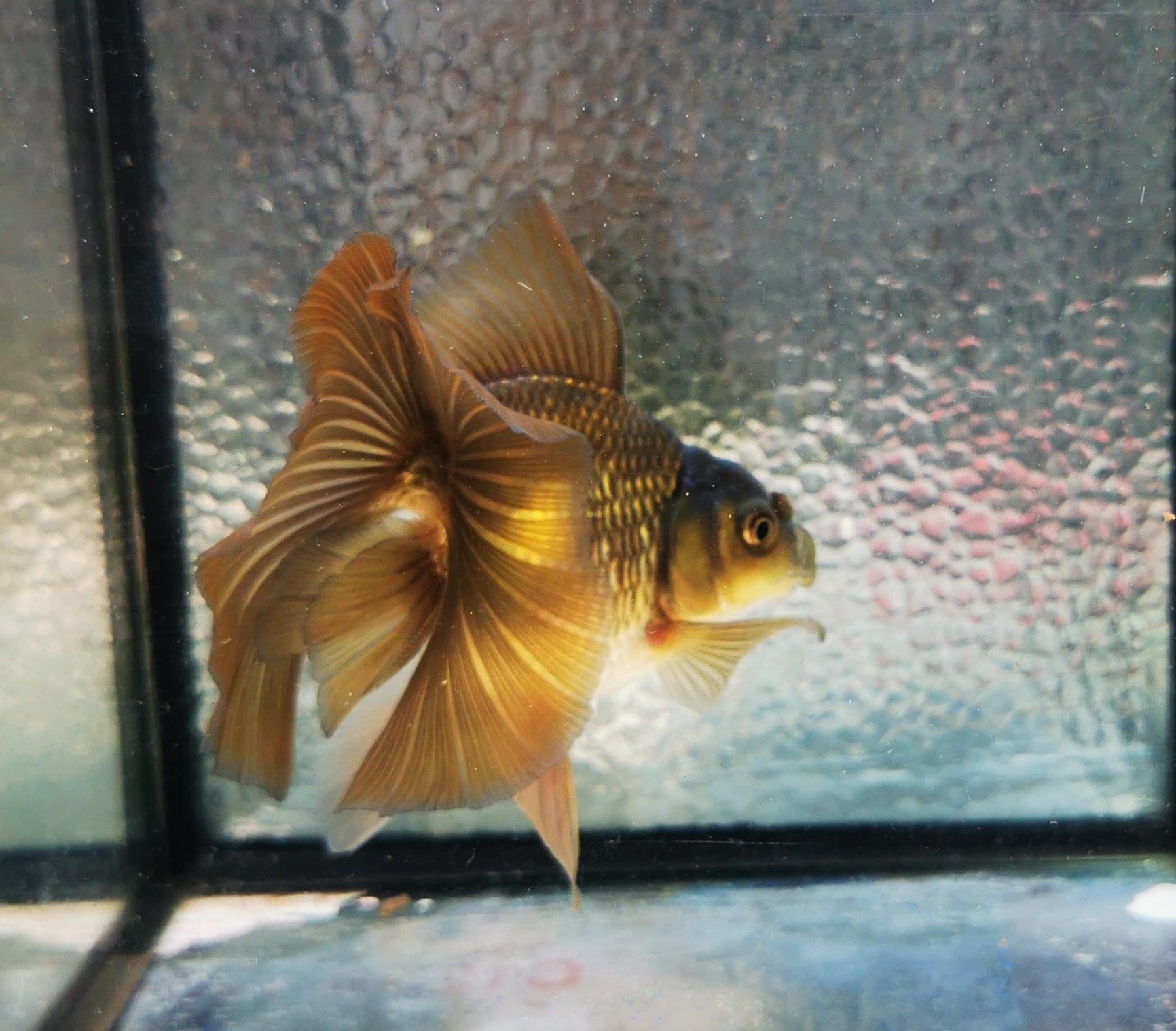 Paradise Tropicals LLC Bronze Orchidtail Oranda Goldfish WYSIWYG #5