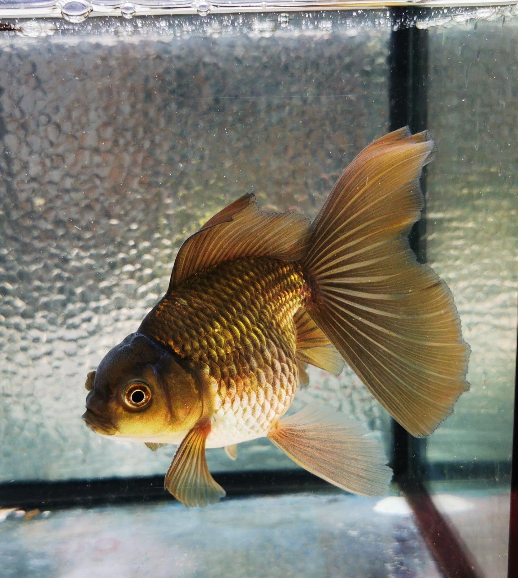 Paradise Tropicals LLC Bronze Orchidtail Oranda Goldfish WYSIWYG #5