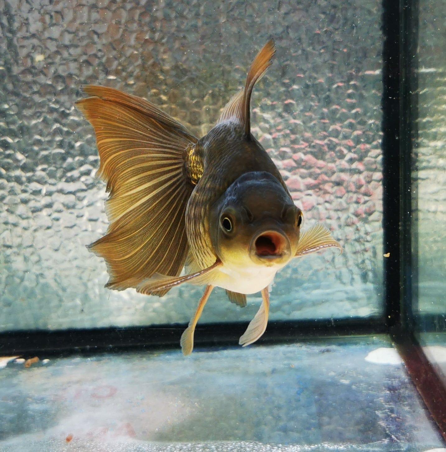 Paradise Tropicals LLC Bronze Orchidtail Oranda Goldfish WYSIWYG #5