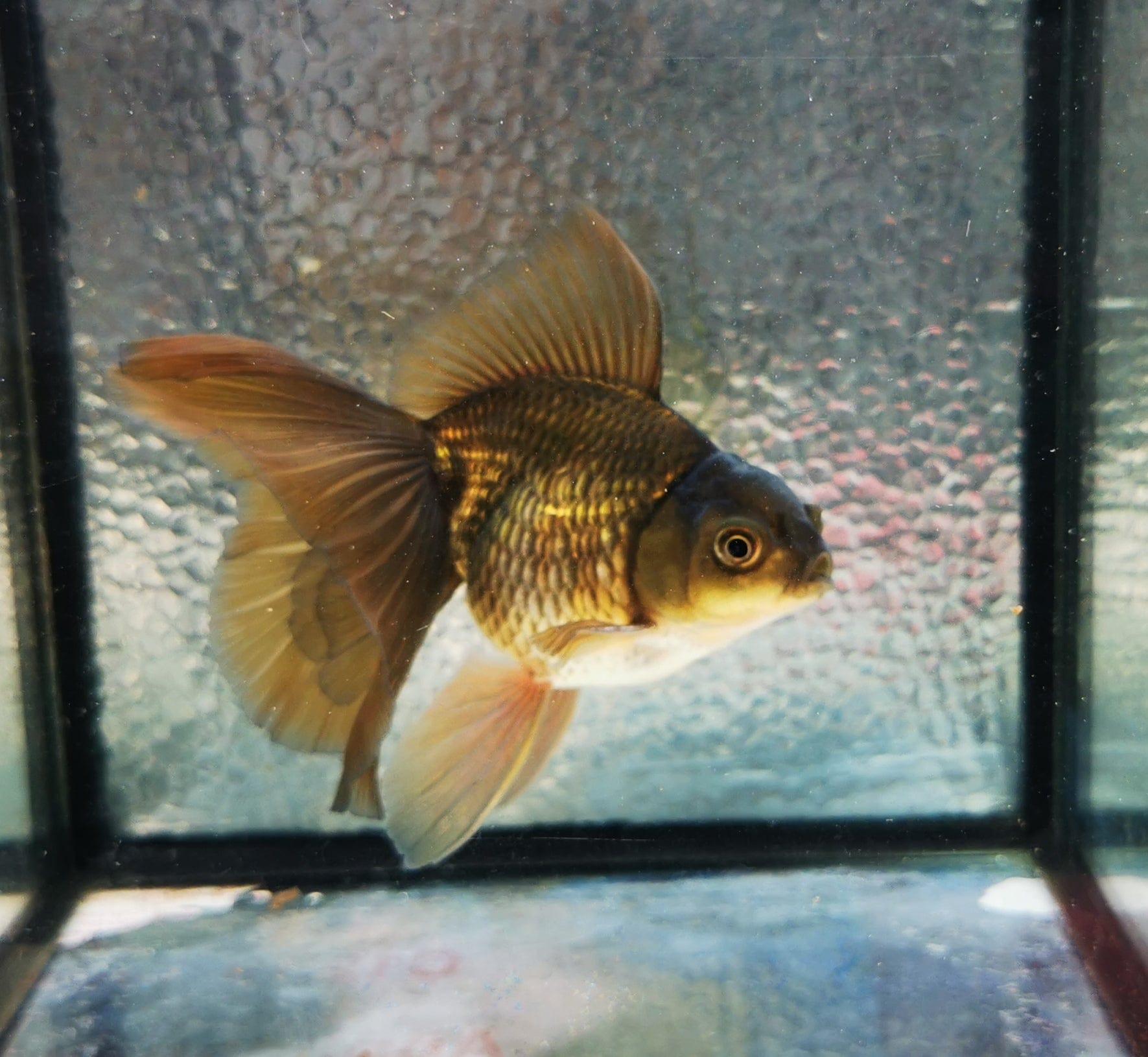 Paradise Tropicals LLC Bronze Orchidtail Oranda Goldfish WYSIWYG #5