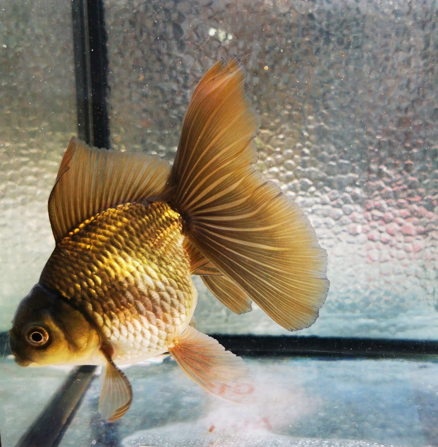 Paradise Tropicals LLC Bronze Orchidtail Oranda Goldfish WYSIWYG #5