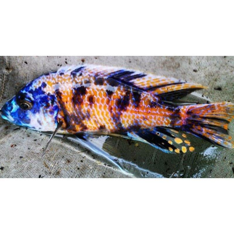 Paradise Tropicals LLC Haplochromis Calico Kadango Borleyi