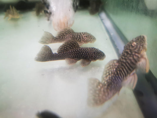 Paradise Tropicals LLC Plecostomus Chubby Pleco L056