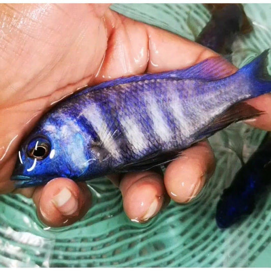 Paradise Tropicals LLC Haplochromis Deep Water Hap