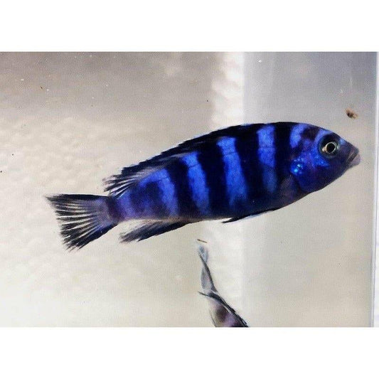 Paradise Tropicals LLC Mbuna 2 - 2.5" Demasoni Cichlid