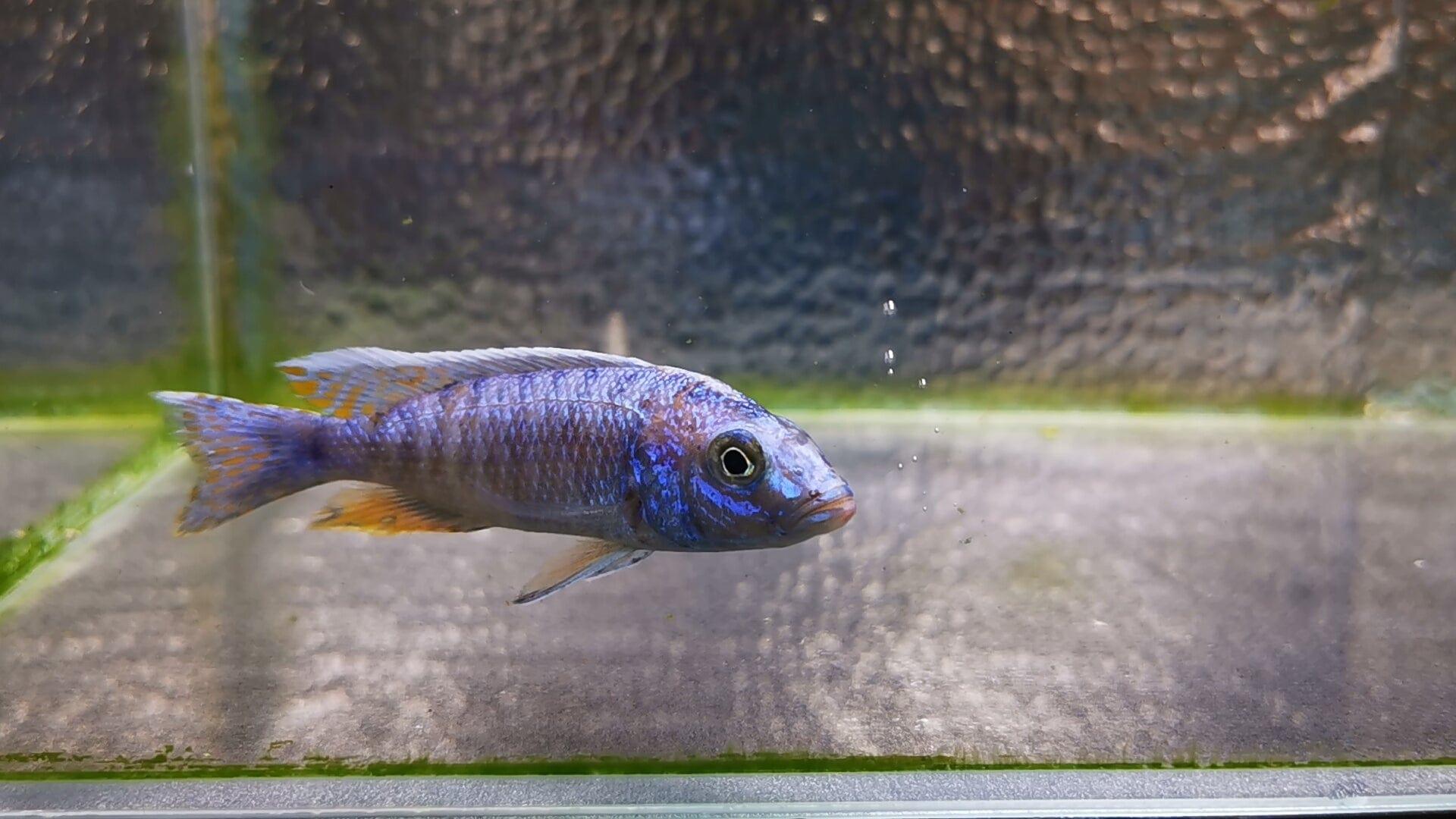 Paradise Tropicals LLC Live Animals Electric Blue Ahli Hap Male #1 WYSIWYG