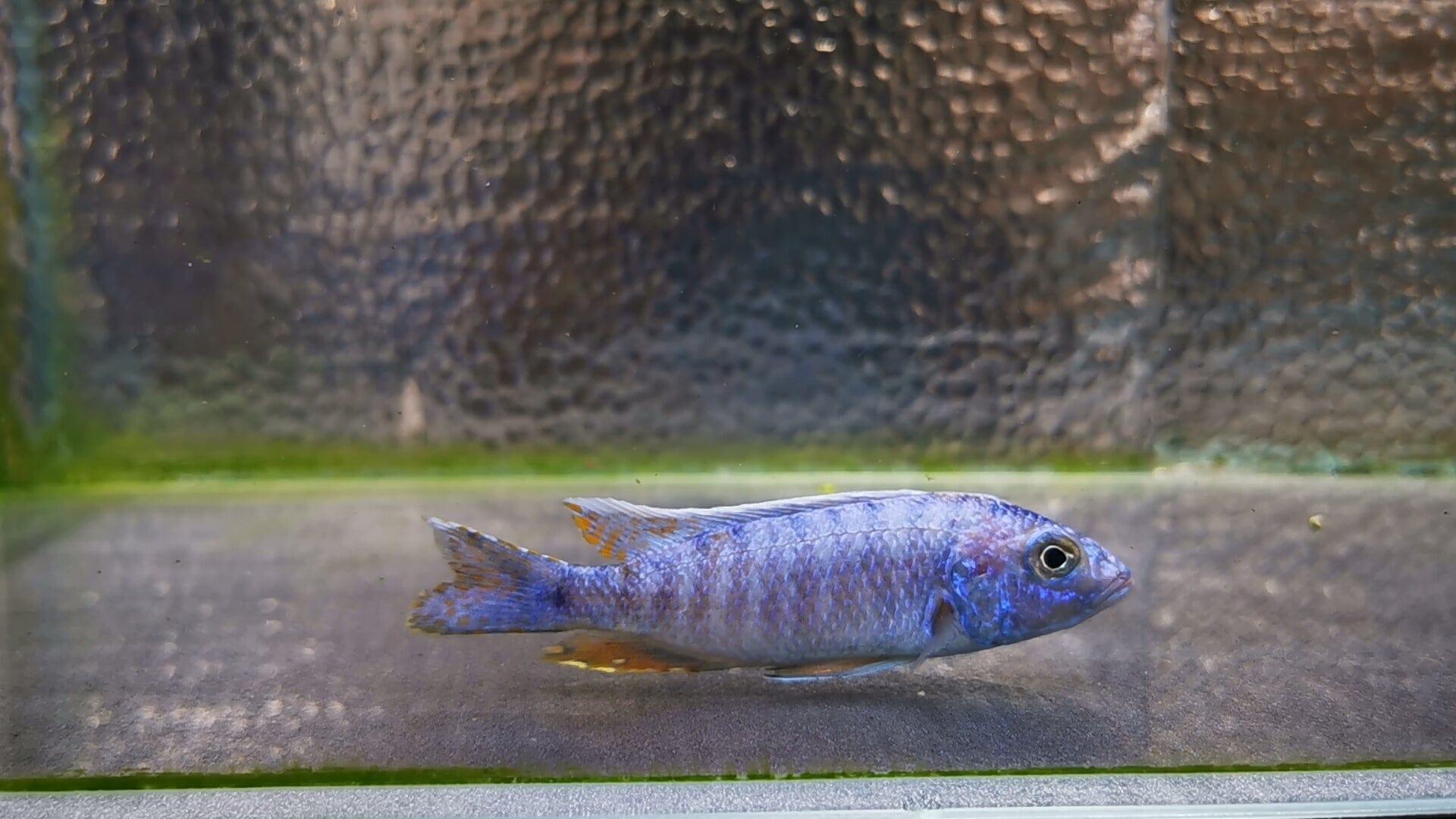 Paradise Tropicals LLC Live Animals Electric Blue Ahli Hap Male #1 WYSIWYG