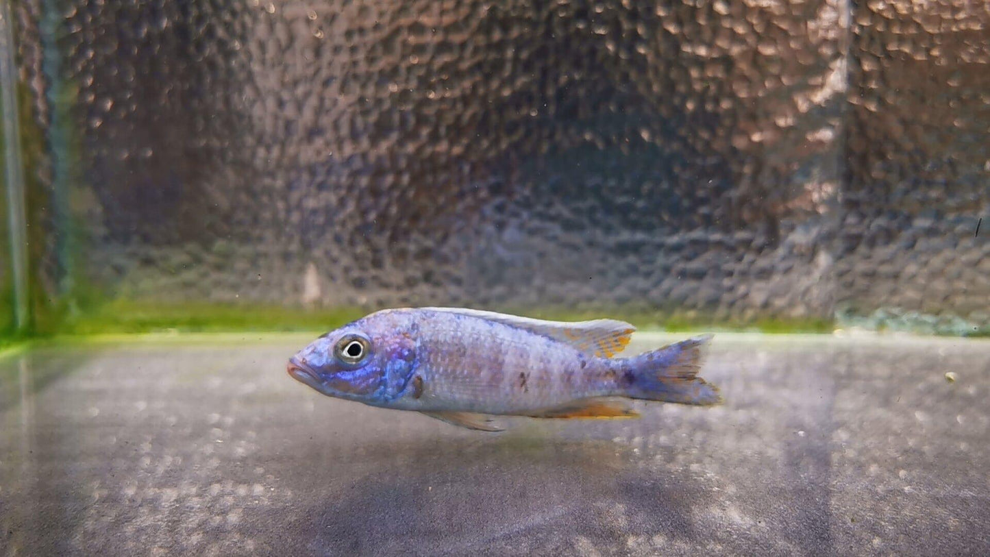 Paradise Tropicals LLC Live Animals Electric Blue Ahli Hap Male #1 WYSIWYG