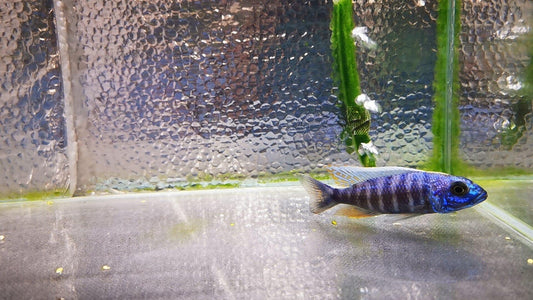 Paradise Tropicals LLC Live Animals Electric Blue Ahli Hap Male #2 WYSIWYG