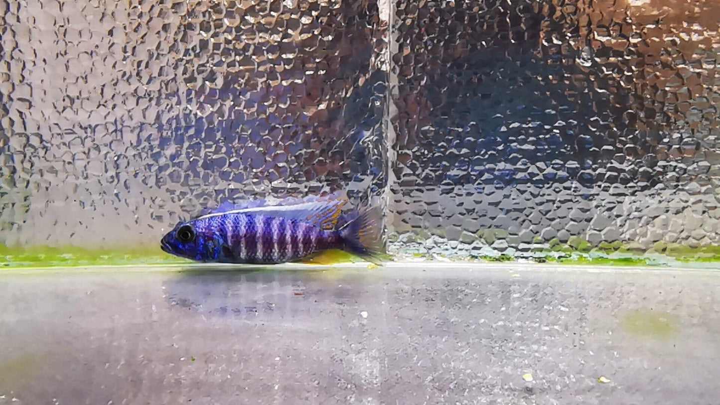 Paradise Tropicals LLC Live Animals Electric Blue Ahli Hap Male #2 WYSIWYG