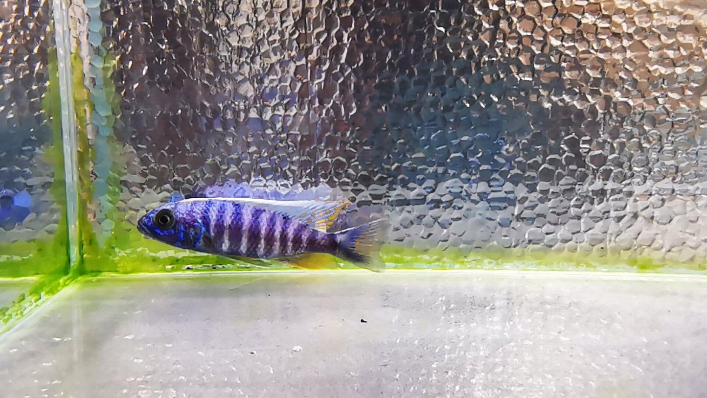 Paradise Tropicals LLC Live Animals Electric Blue Ahli Hap Male #2 WYSIWYG