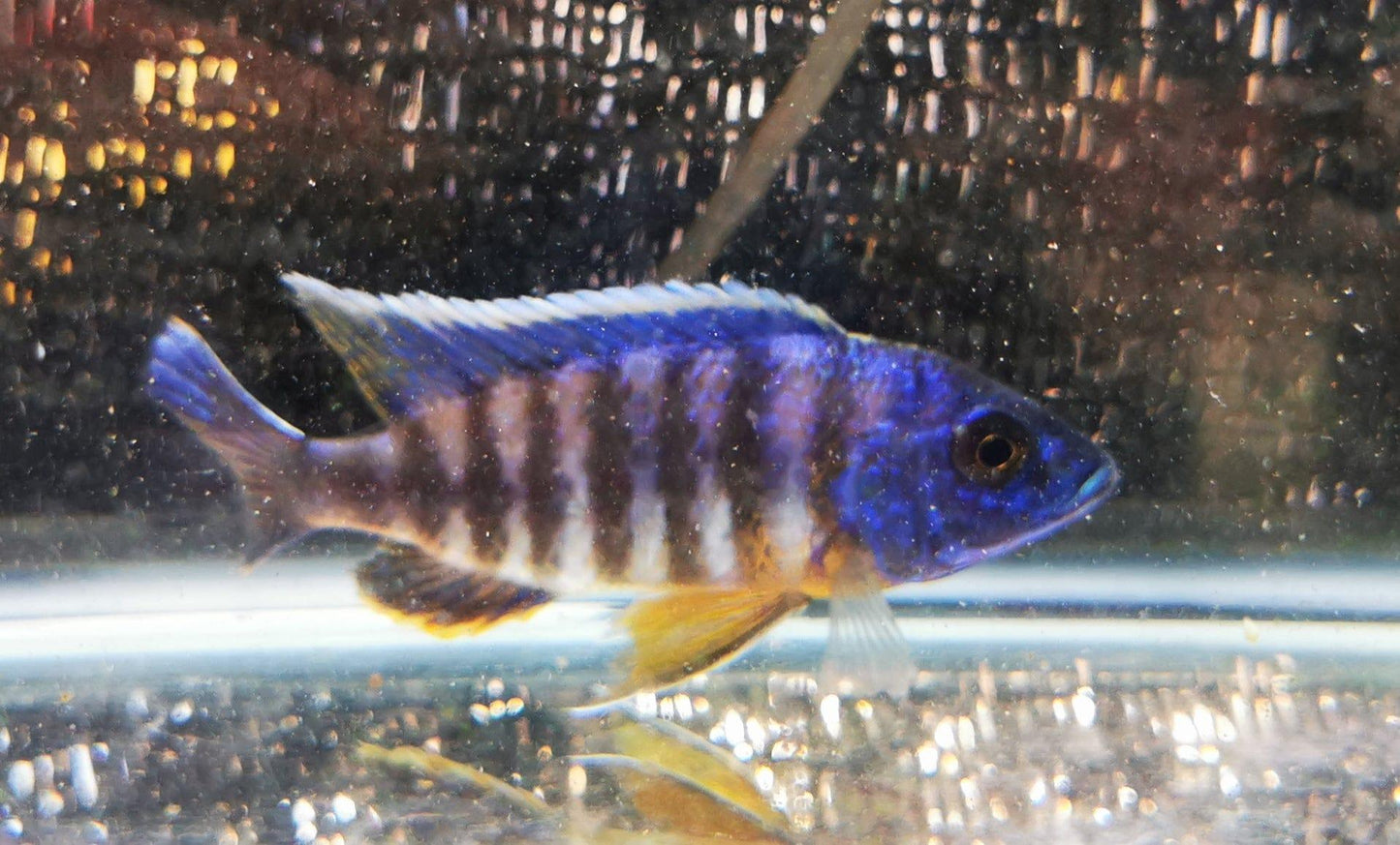 Paradise Tropicals LLC Electric Blue "Big Bar" Peacock #1 WYSIWYG