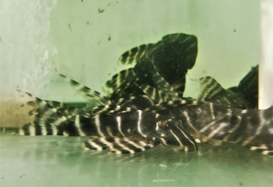 Paradise Tropicals LLC Plecostomus Emperor Flash Pleco L204