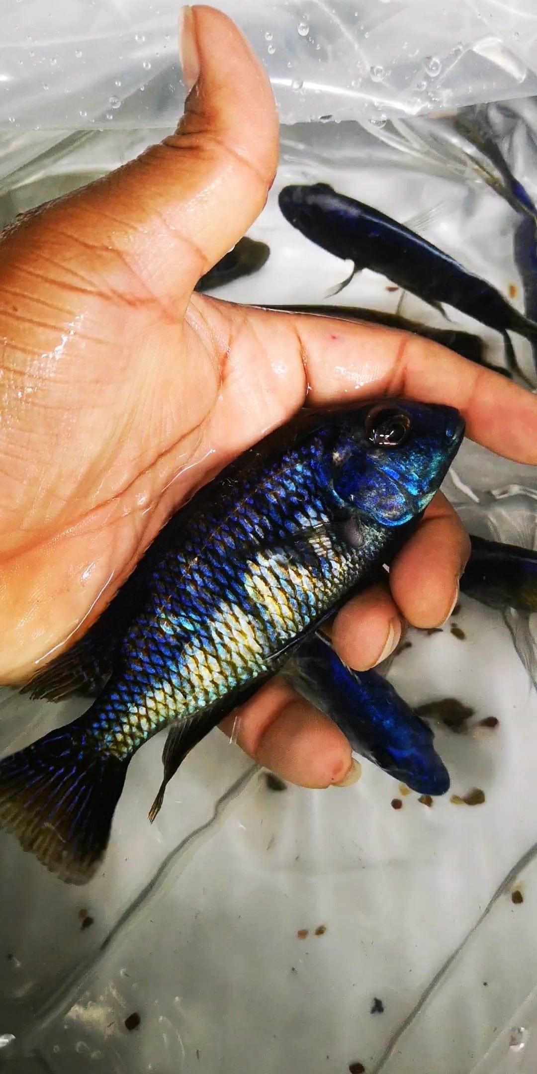 Paradise Tropicals LLC Haplochromis Fire Blue Hap Ndiwe