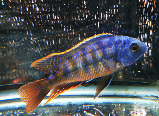 Paradise Tropicals LLC Live Animals Fire Blue Ndiwe Hap Male #1 WYSIWYG