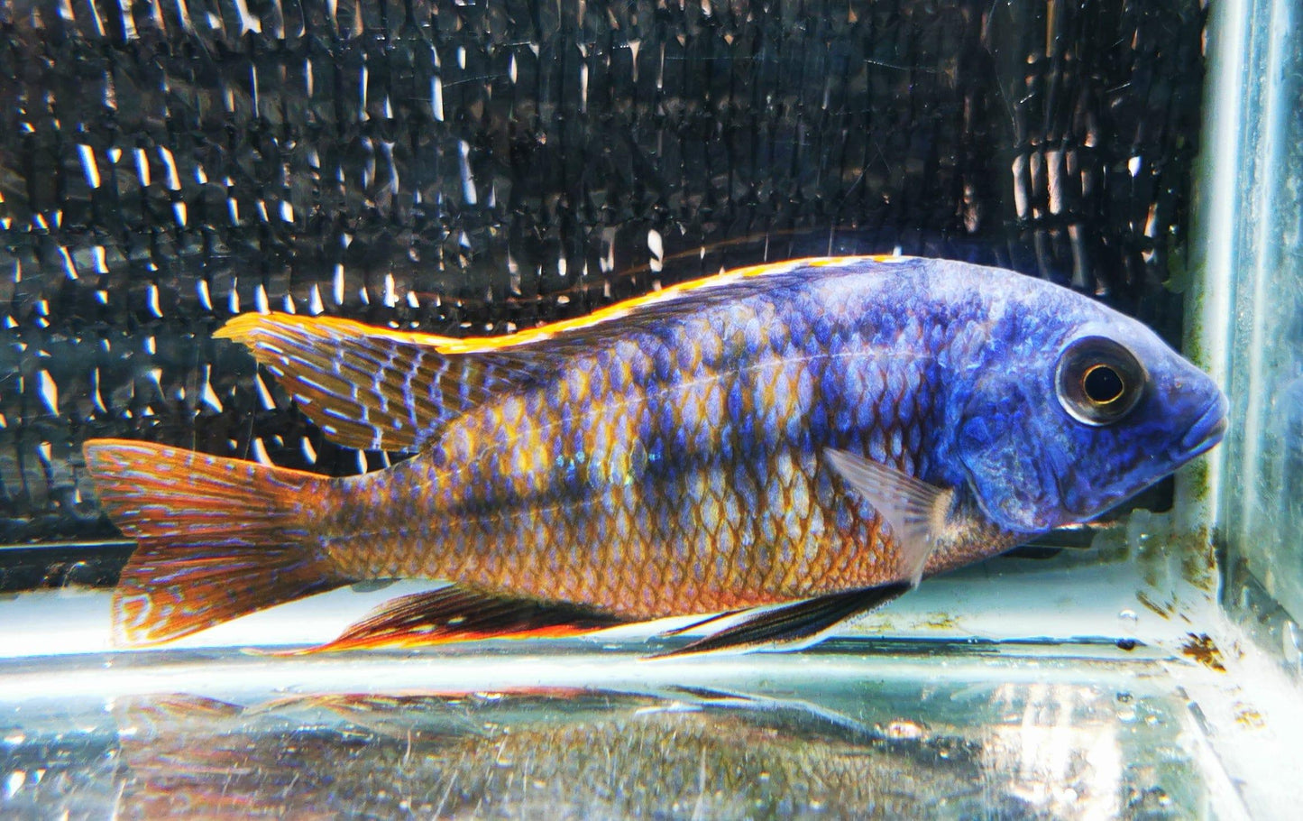 Paradise Tropicals LLC Live Animals Fire Blue Ndiwe Hap Male #1 WYSIWYG