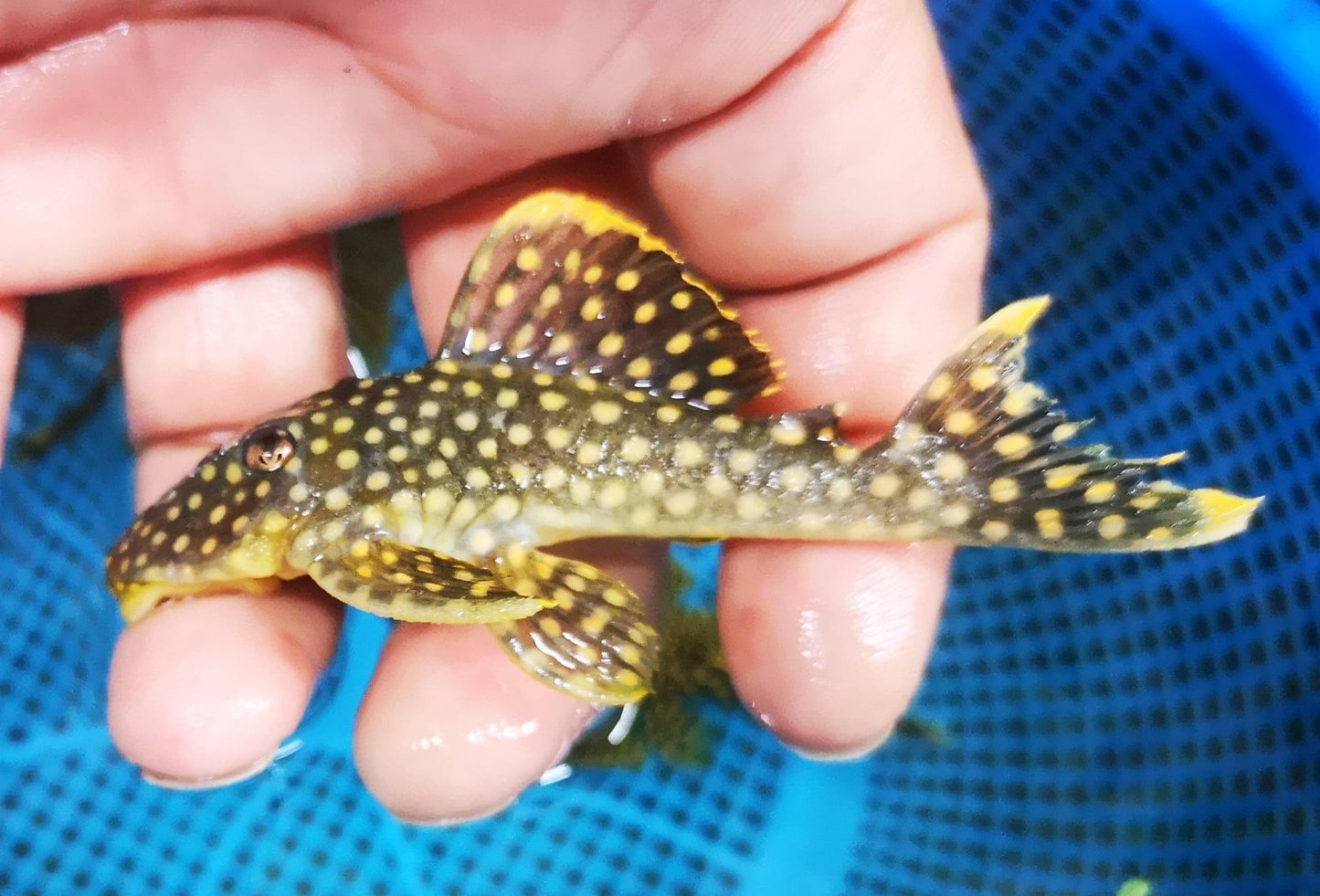 Paradise Tropicals LLC Plecostomus Gold Nugget Pleco L018