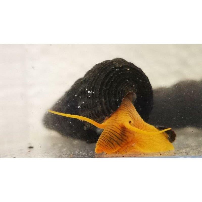 Paradise Tropicals LLC Snails Golden Rabbit Snail