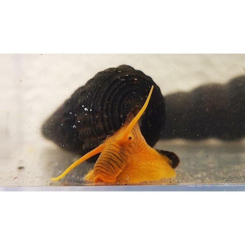 Paradise Tropicals LLC Snails Golden Rabbit Snail