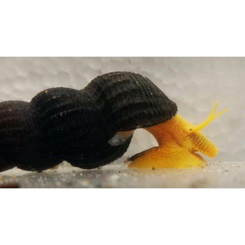 Paradise Tropicals LLC Snails Golden Rabbit Snail