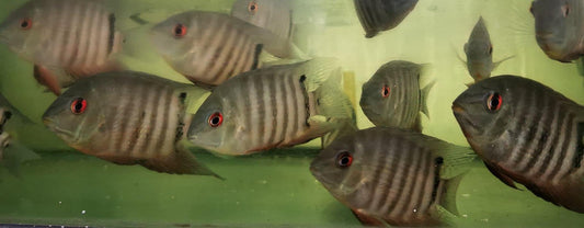 Paradise Tropicals LLC Live Animals Green Severum Cichlid