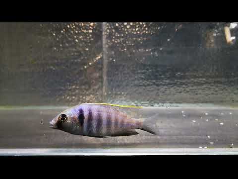 Placidochromis electra Deep Water Hap WYSIWYG