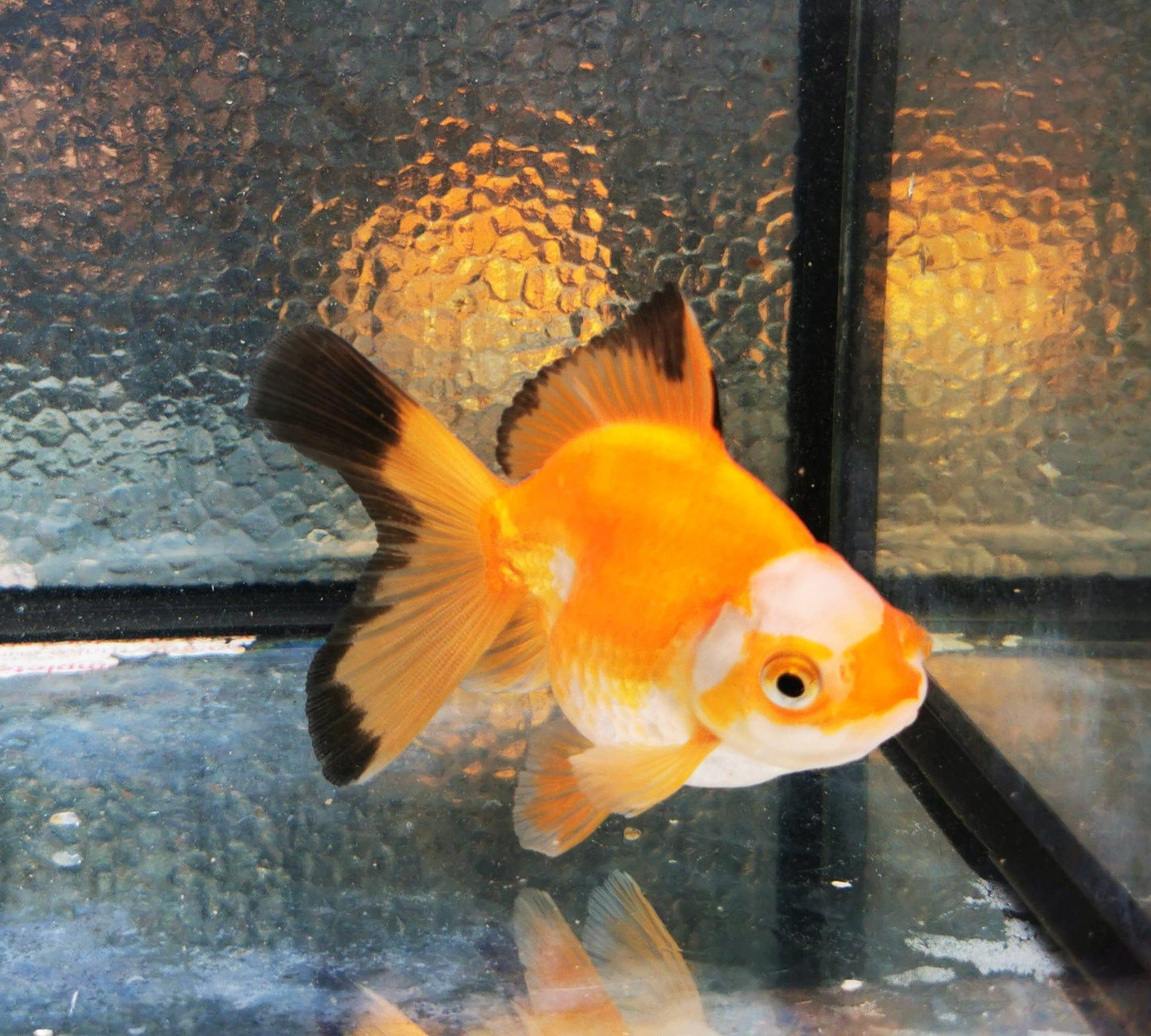 Paradise Tropicals LLC Jade Seal Apache Orchidtail Oranda Goldfish WYSIWYG #1