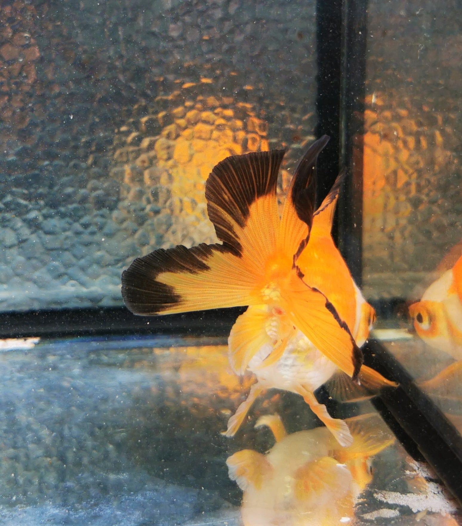 Paradise Tropicals LLC Jade Seal Apache Orchidtail Oranda Goldfish WYSIWYG #1