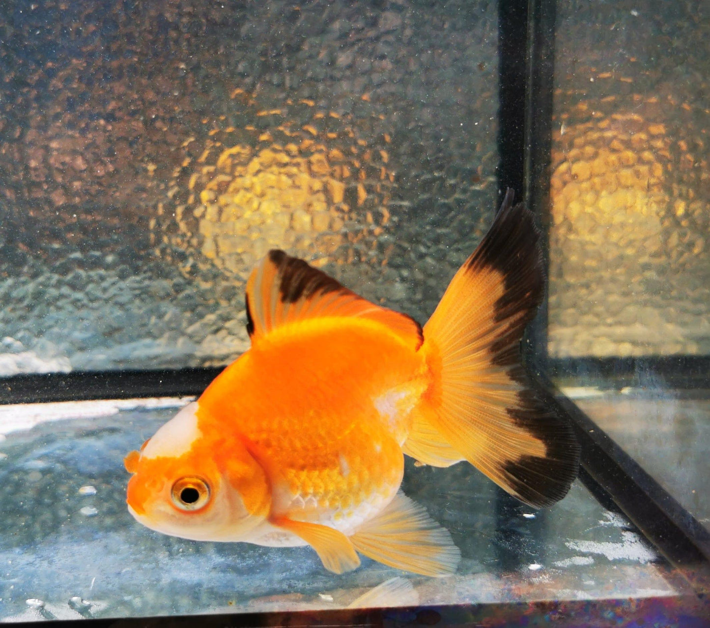 Paradise Tropicals LLC Jade Seal Apache Orchidtail Oranda Goldfish WYSIWYG #1